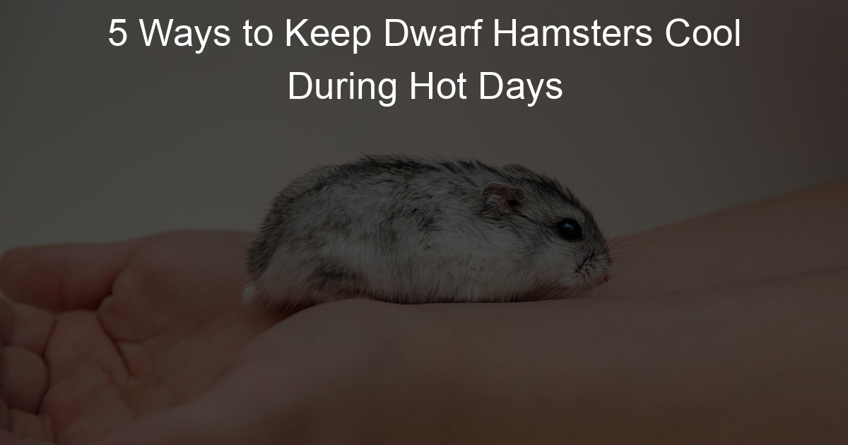 5 Ways to Keep Dwarf Hamsters Cool During Hot Days Lil Hamster Love