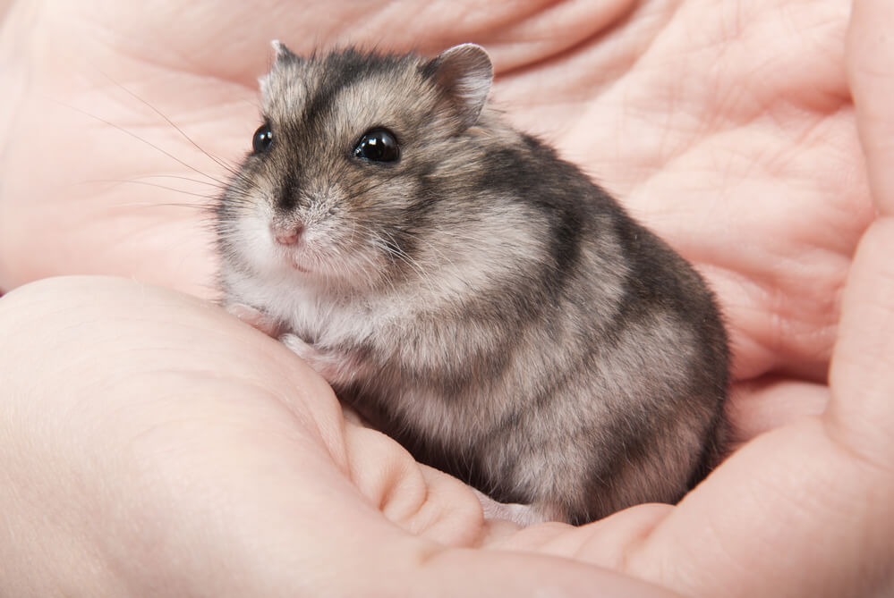 Little dwarf hamster on womans hands