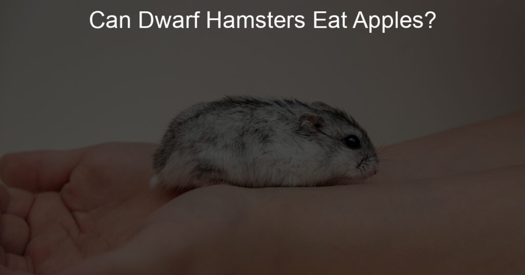 Can Dwarf Hamsters Eat Apples? - Lil Hamster Love