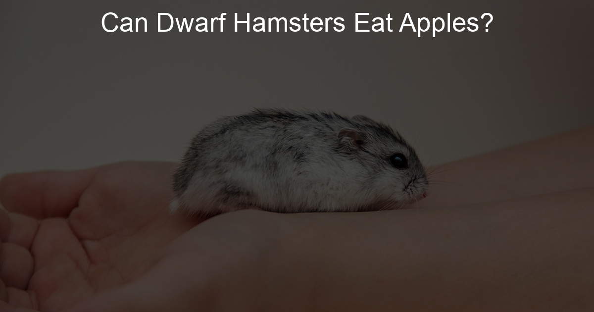Can Dwarf Hamsters Eat Apples? Lil Hamster Love