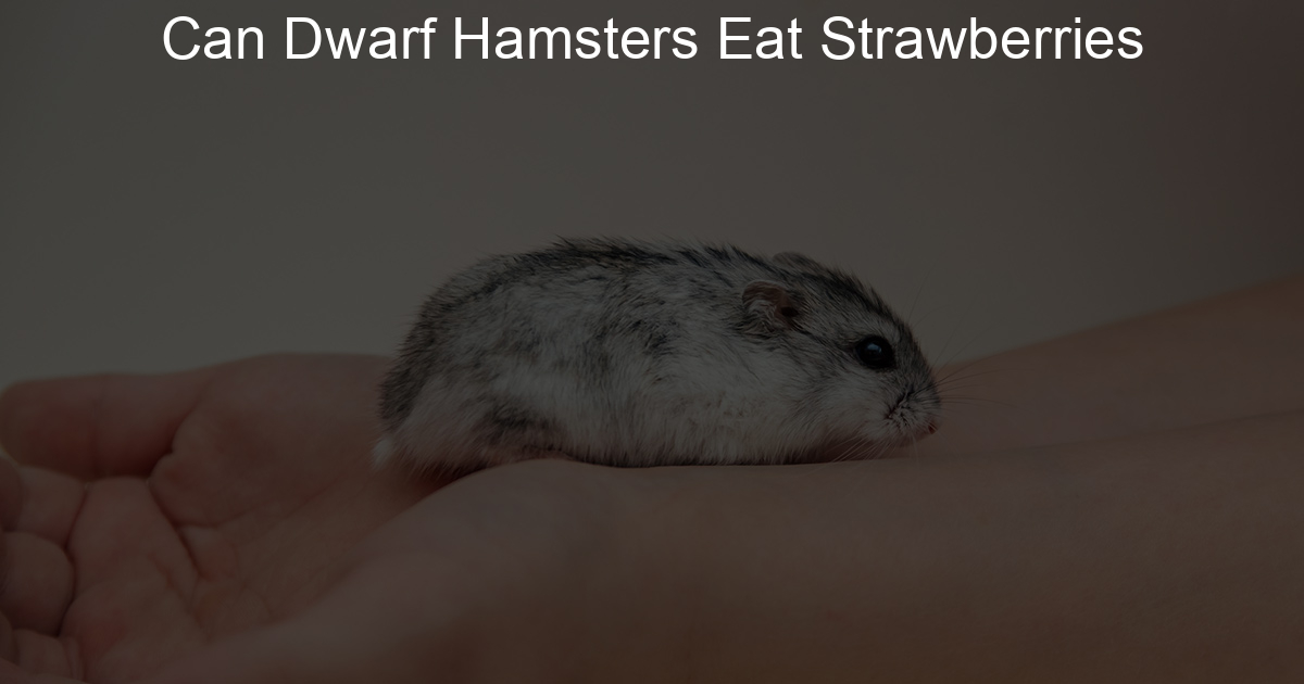 Can Dwarf Hamsters Eat Strawberries Lil Hamster Love
