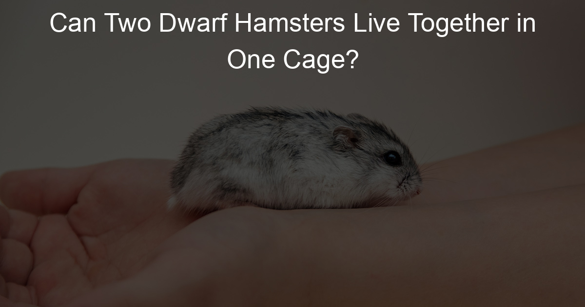 Can Two Dwarf Hamsters Live Together in One Cage? Lil Hamster Love