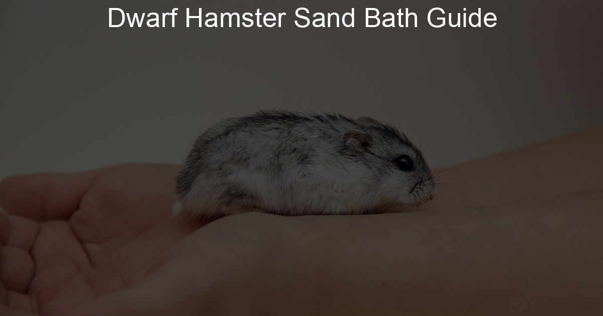 Dwarf Hamster Sand Bath Guide Lil Hamster Love