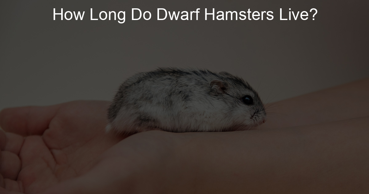 How Long Do Dwarf Hamsters Live? Lil Hamster Love