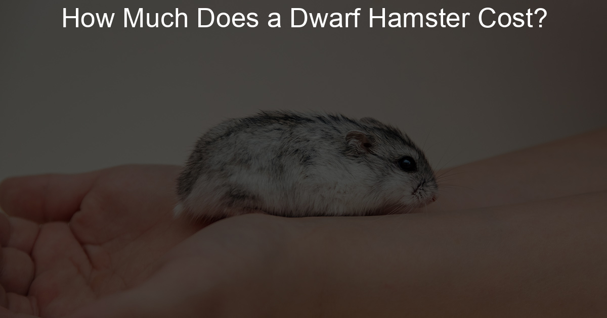 How Much Does a Dwarf Hamster Cost? Lil Hamster Love