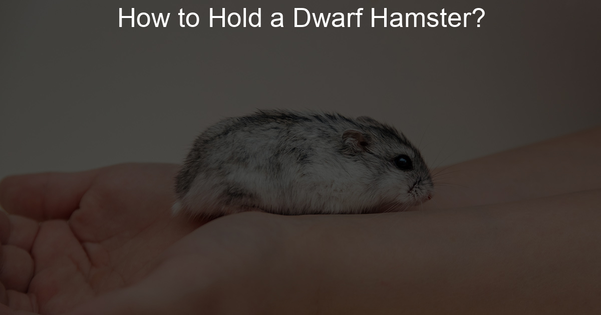 How to Hold a Dwarf Hamster? Lil Hamster Love
