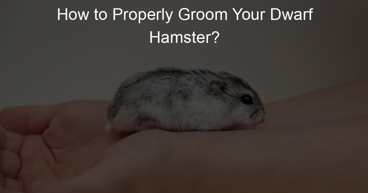 How to Properly Groom Your Dwarf Hamster? Lil Hamster Love
