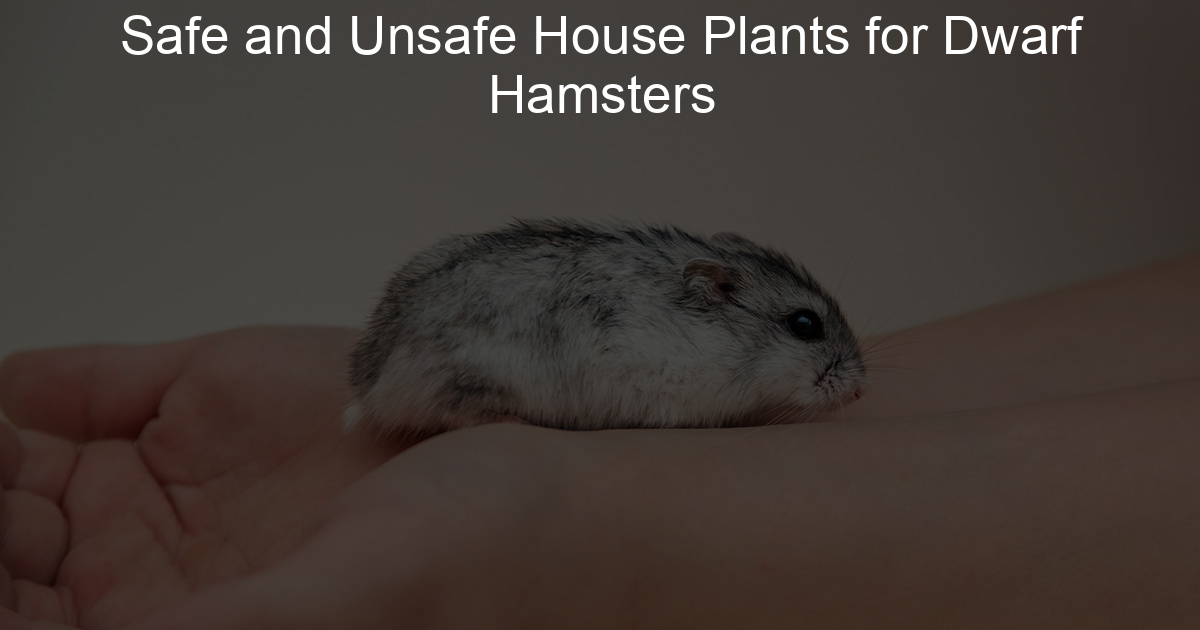 Safe and Unsafe House Plants for Dwarf Hamsters Lil Hamster Love