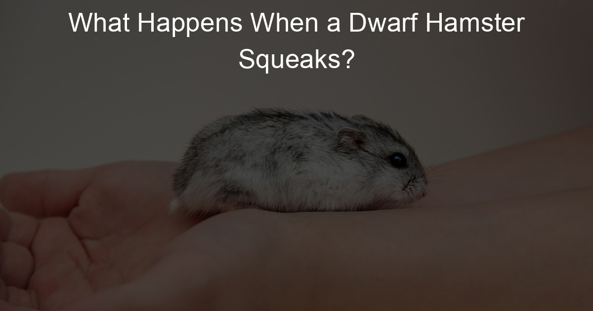 What Happens When a Dwarf Hamster Squeaks? Lil Hamster Love