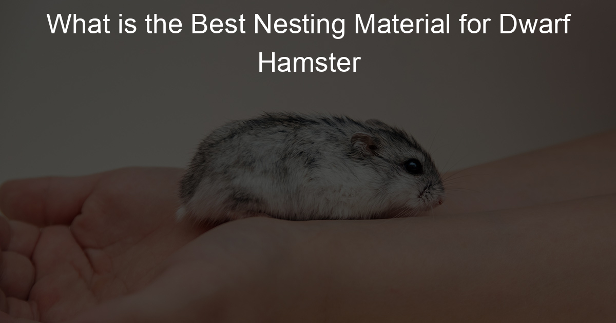 What is the Best Nesting Material for Dwarf Hamster Lil Hamster Love