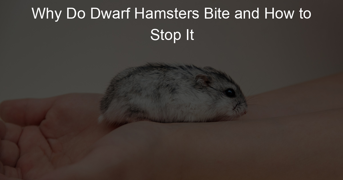 Why Do Dwarf Hamsters Bite and How to Stop It Lil Hamster Love