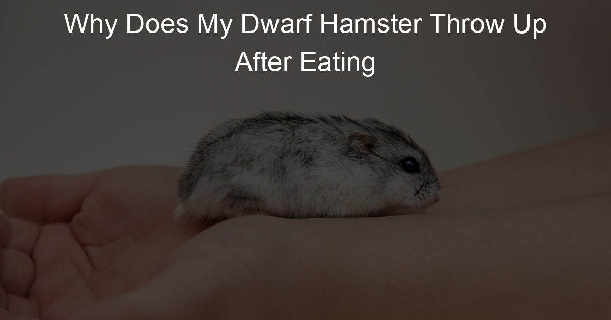 Why Does My Dwarf Hamster Throw Up After Eating Lil Hamster Love