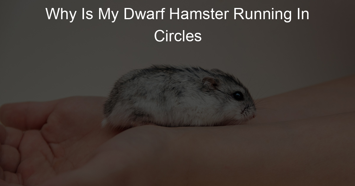 Why Is My Dwarf Hamster Running In Circles Lil Hamster Love
