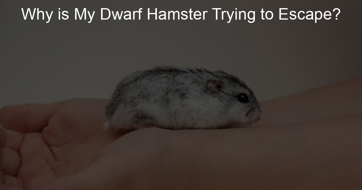 Why is My Dwarf Hamster Trying to Escape? Lil Hamster Love